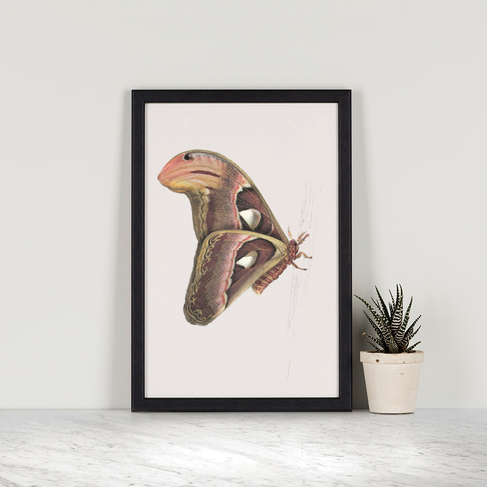 Atlas Moth 2