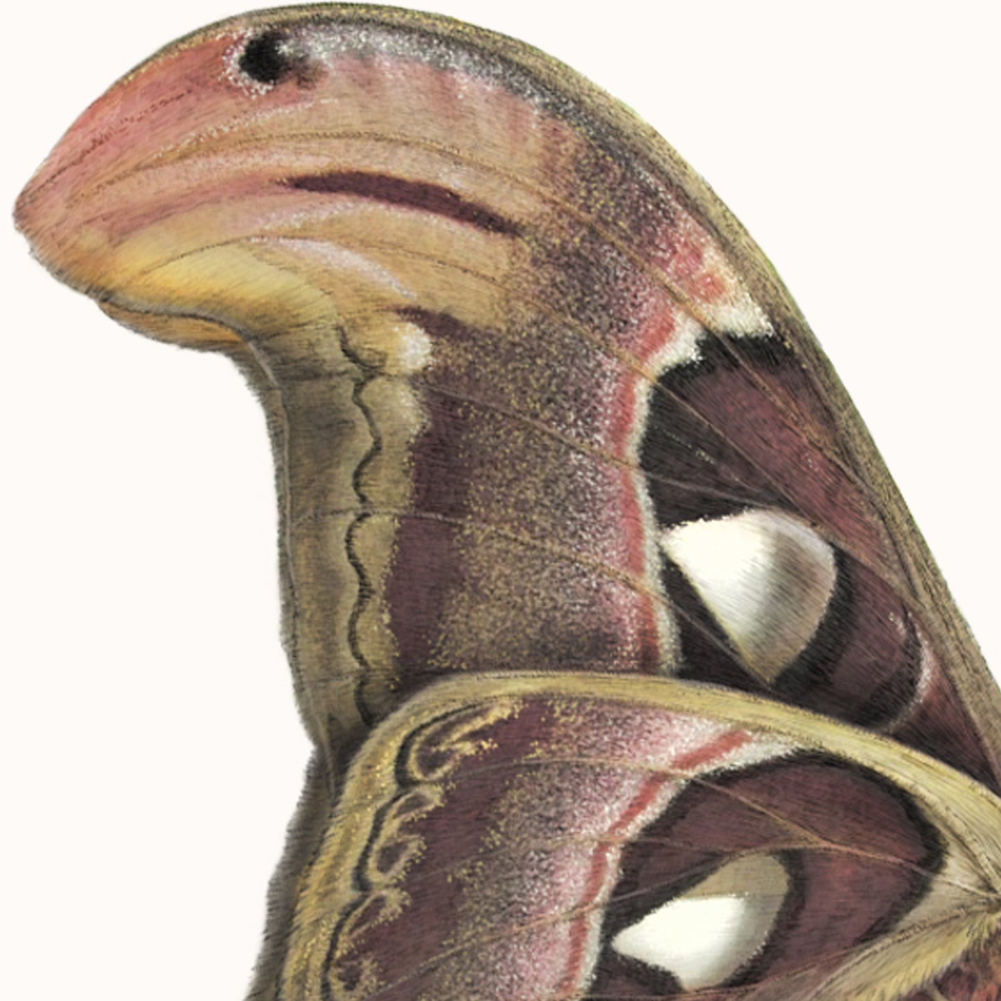 Atlas Moth 2