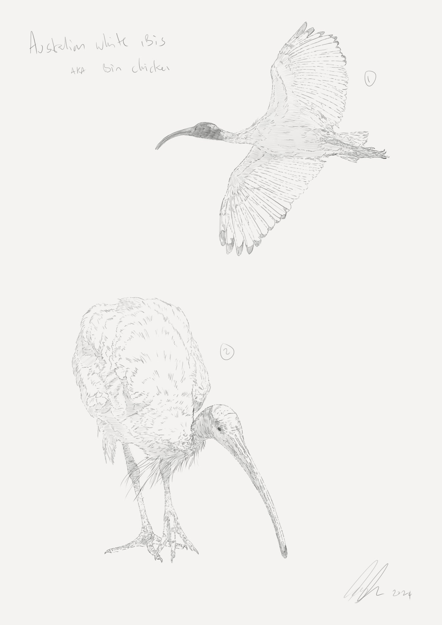 Australian white ibis Sketch