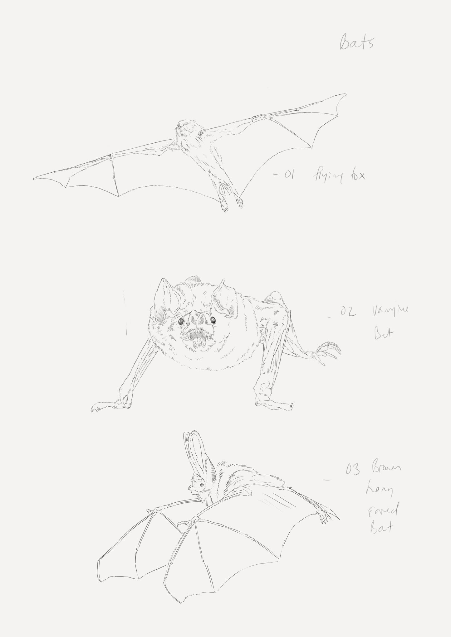 Bats Sketch