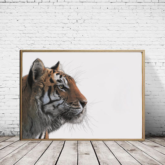 Bengal Tiger (Landscape) - Reduced to Clear