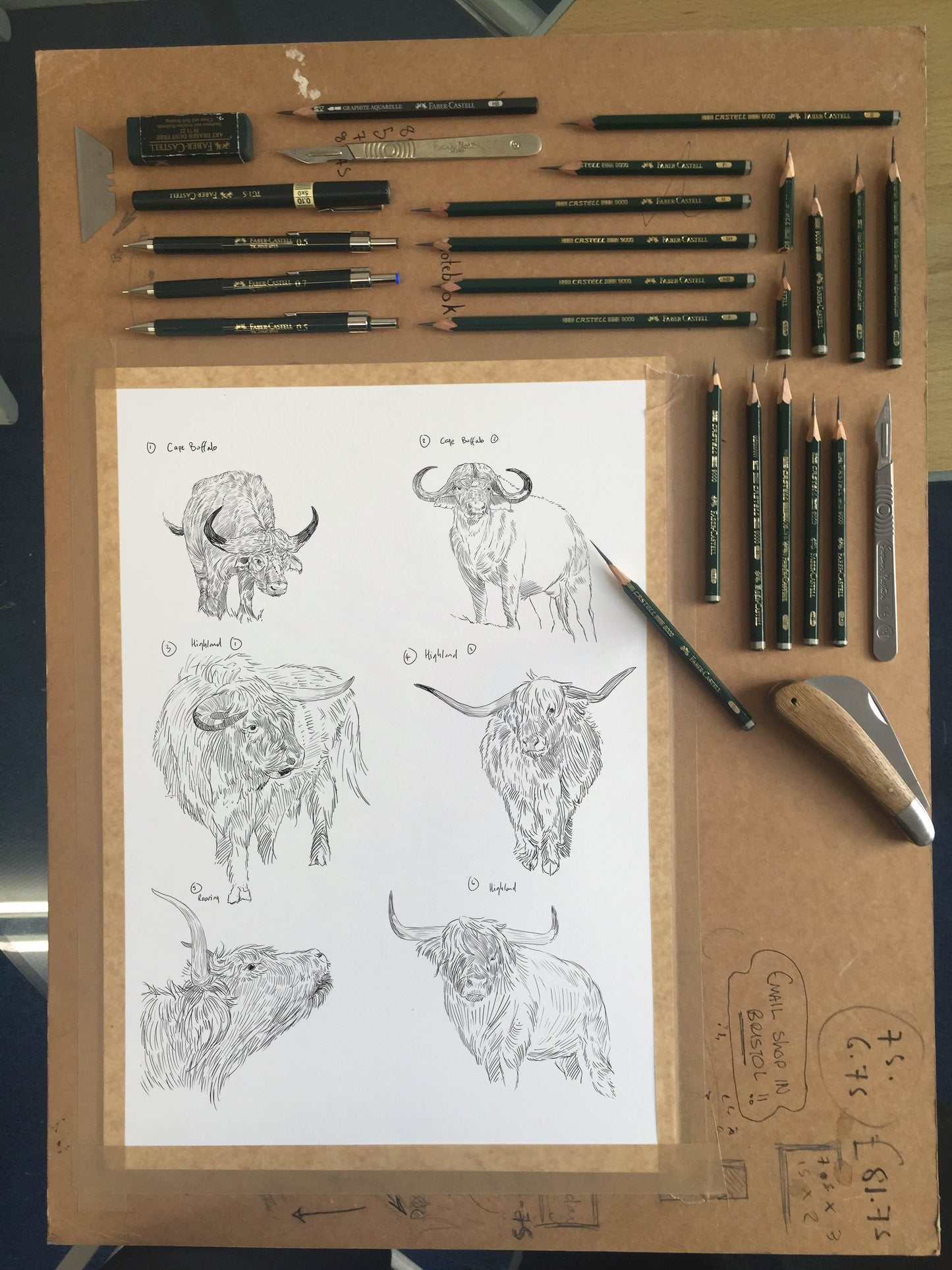 Bulls ( 1 ) Sketch