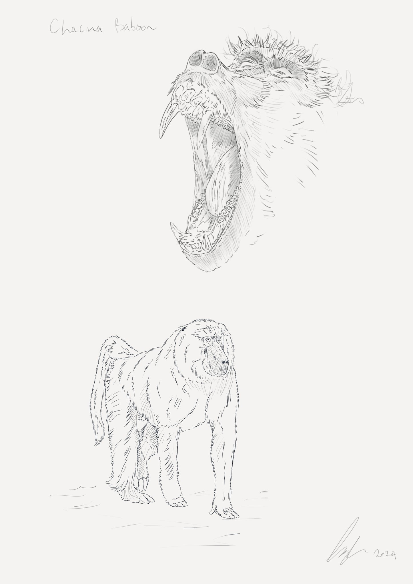 Chacma Baboon Sketch