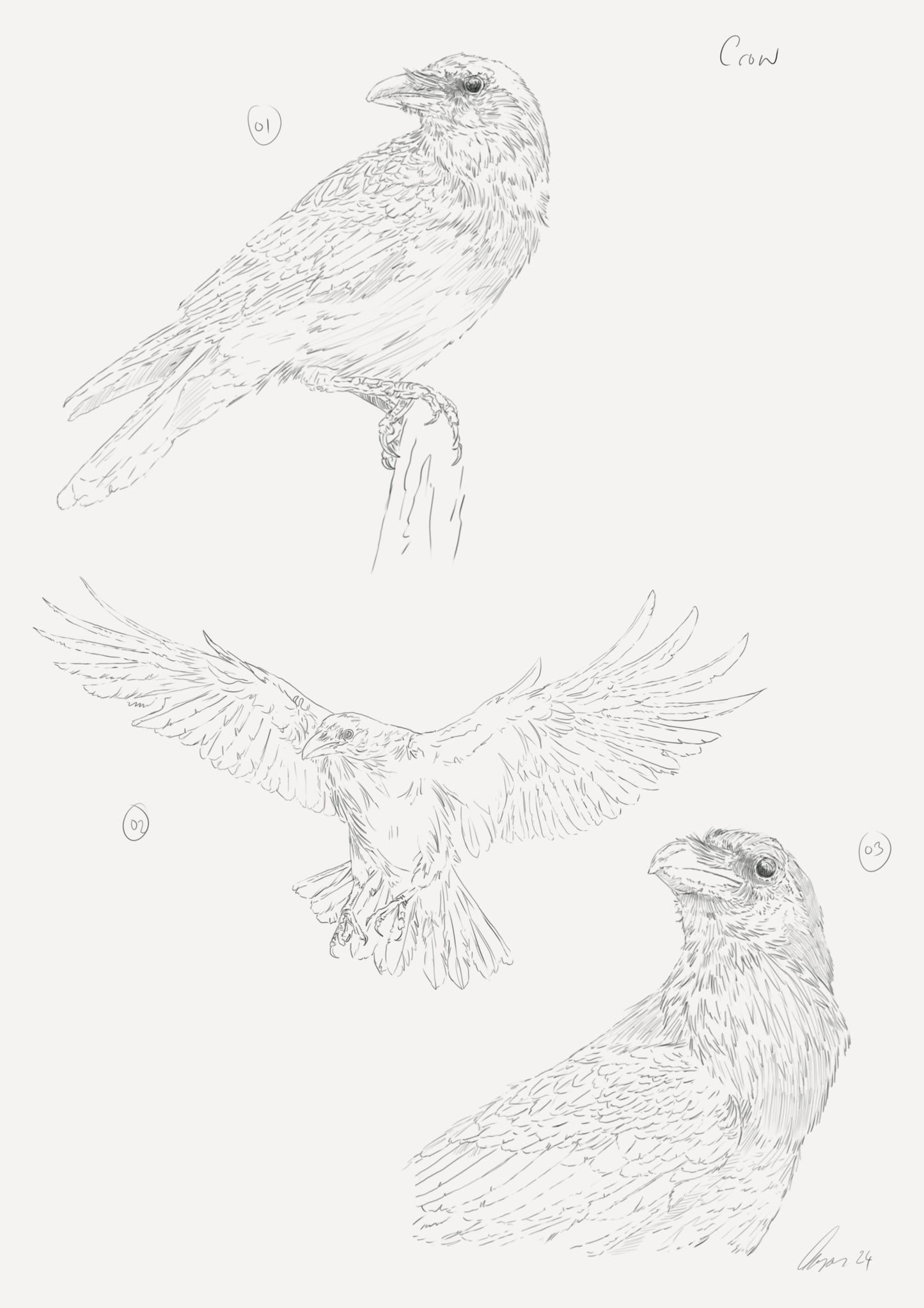 Crows Sketch