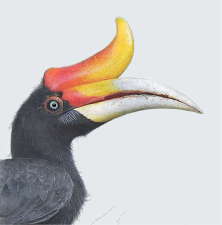 Rhinoceros Hornbill - Greeting Card
