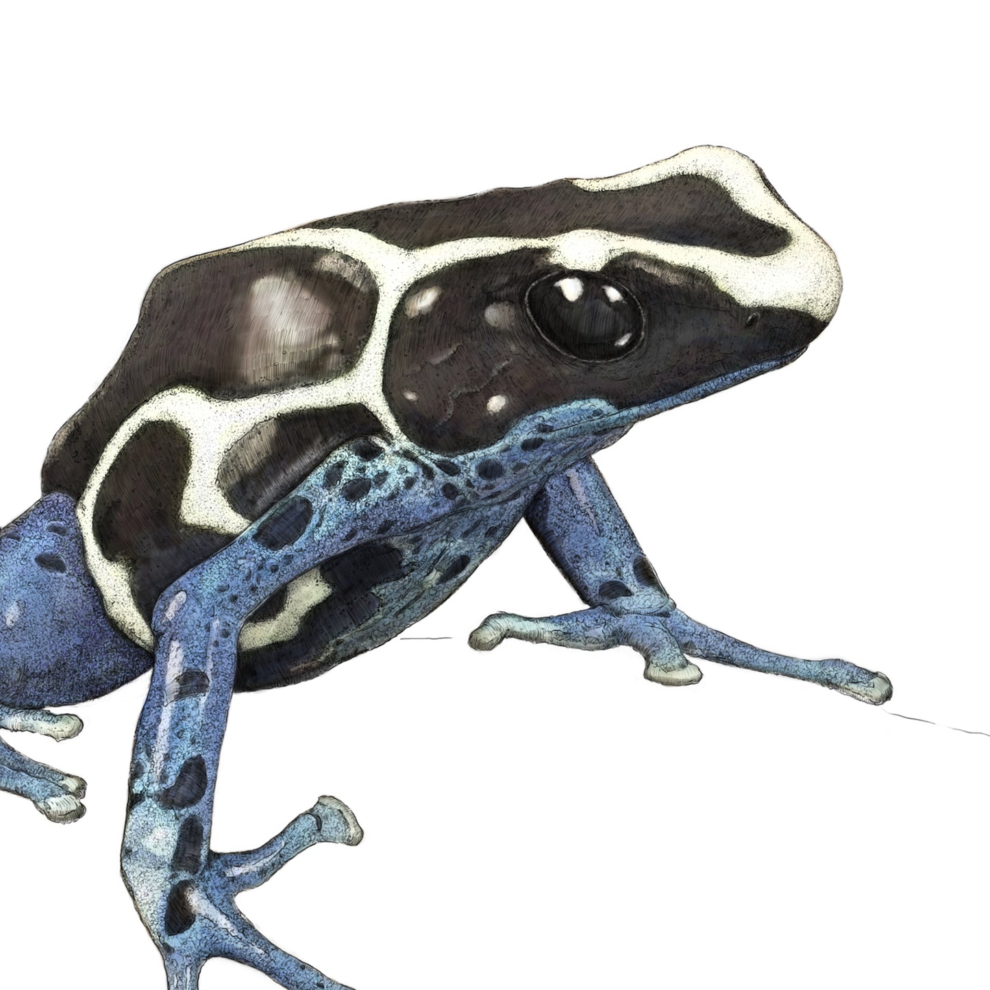 Dyeing Poison Dart Frog - Landscape - Reduced to clear