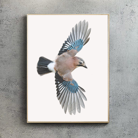 Eurasian Jay Print | Eurasian Jay Flying | Jay Print | Corvids