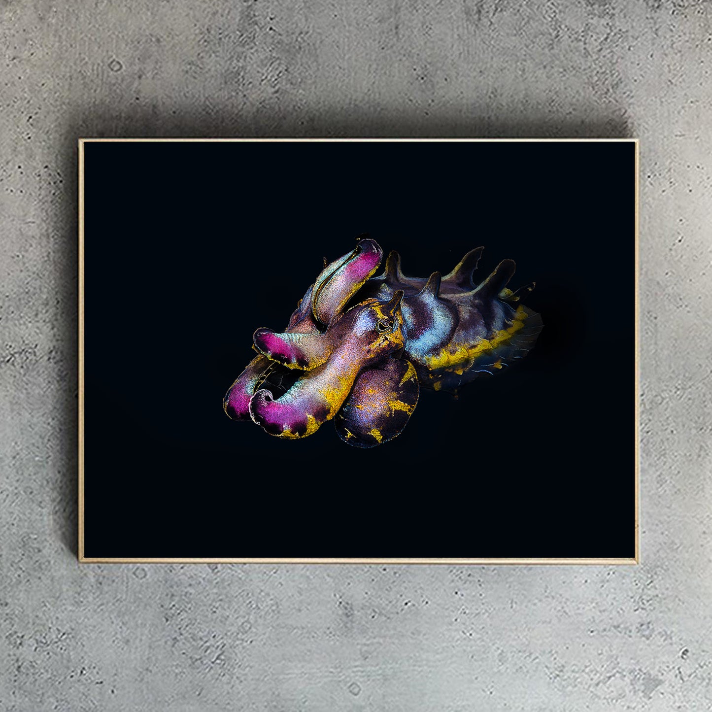 Flamboyant Cuttlefish, Black edition print - landscape - reduced to clear