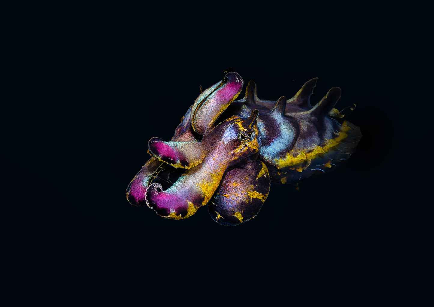 Flamboyant Cuttlefish, Black edition print - landscape - reduced to clear