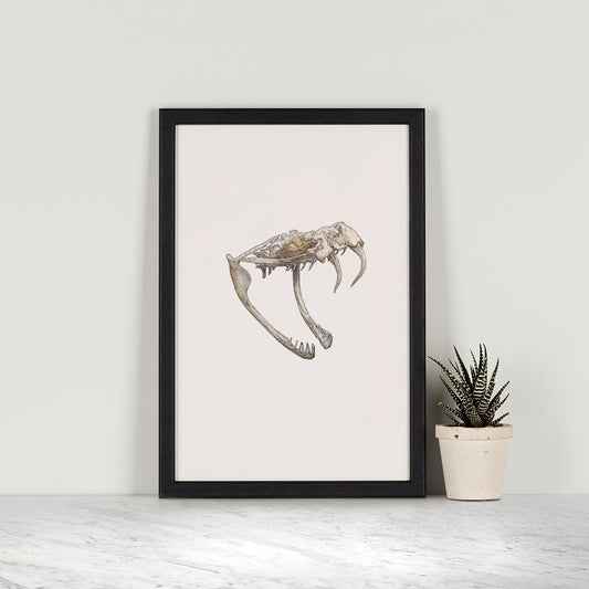 Gaboon Viper Skull study - Original Illustration