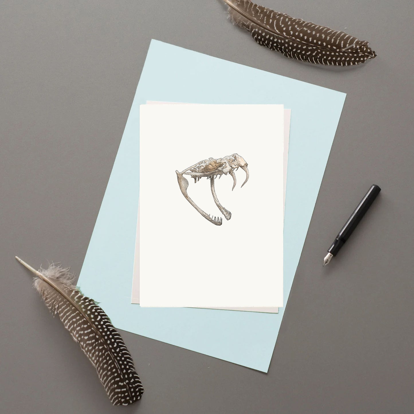 Gaboon Viper Skull study - Original Illustration