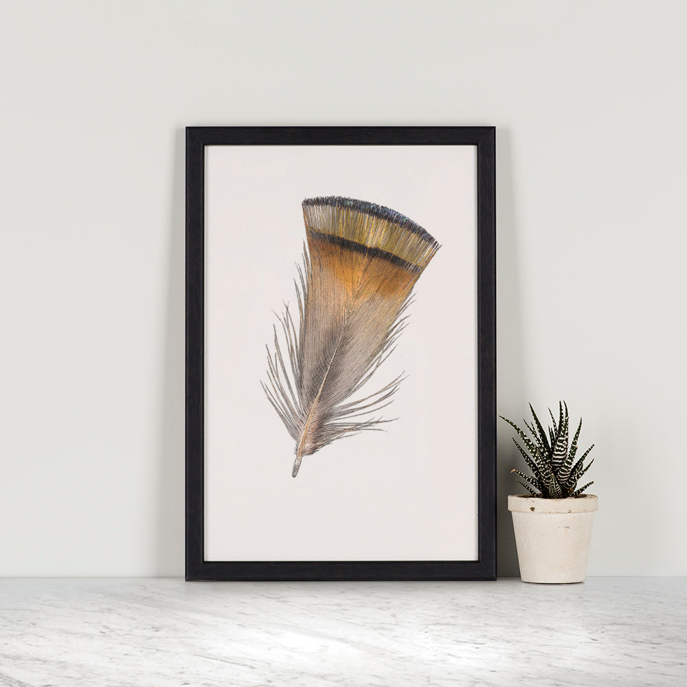 Golden Pheasant Feather Mini Print