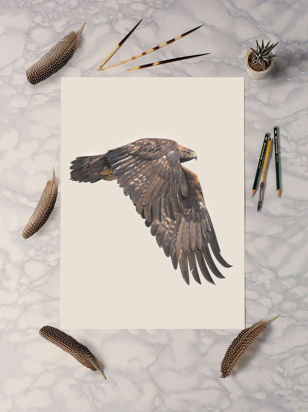 Golden Eagle - Reduced to clear