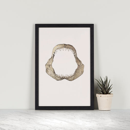 Great White Jaws study - Original Illustration