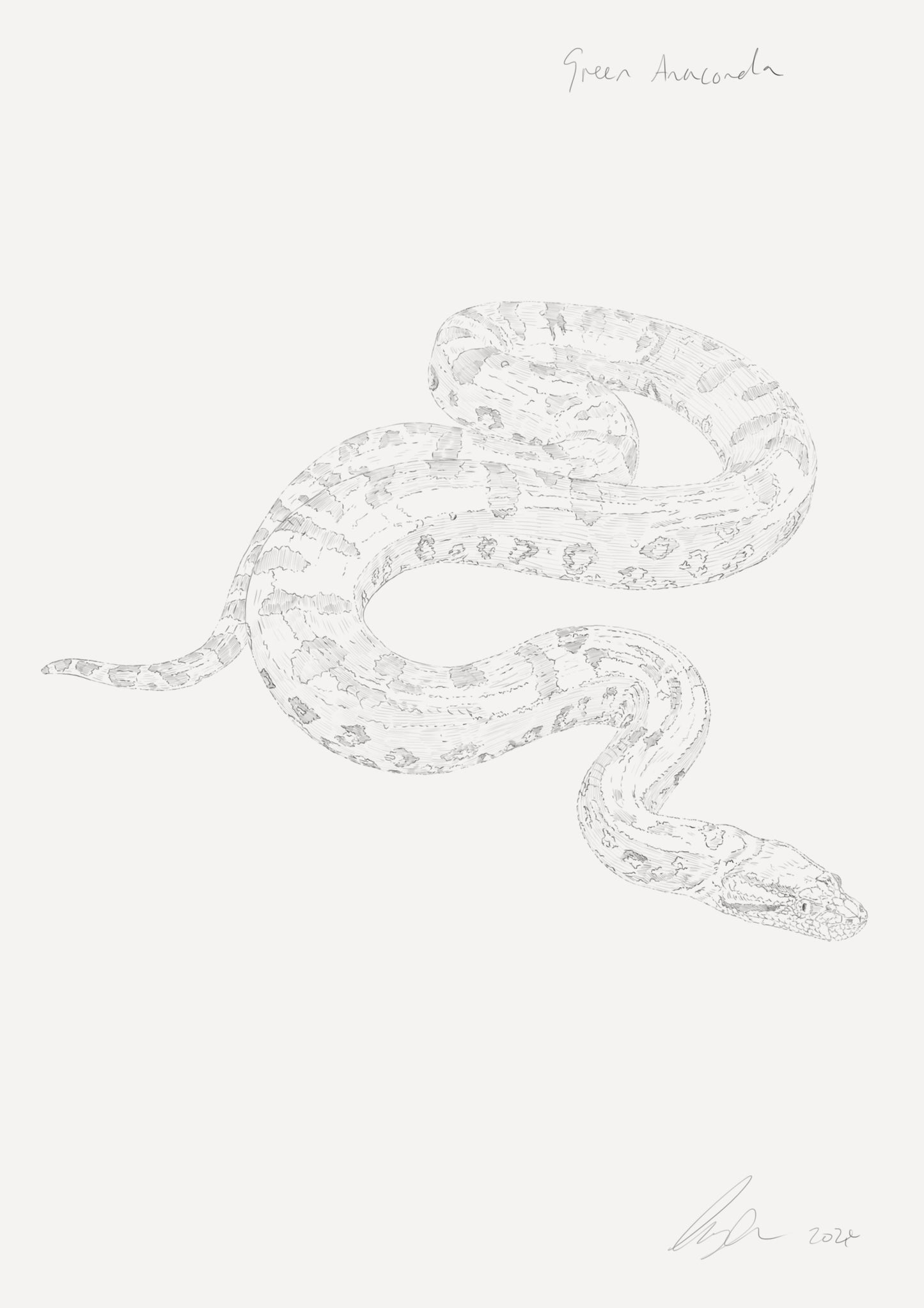 Green Anaconda Sketch