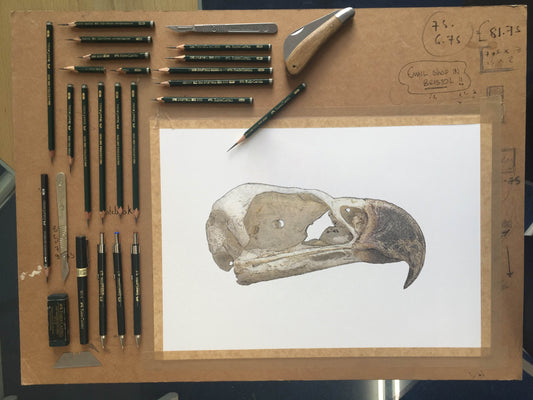 Harpy Eagle Skull study - Original Illustration