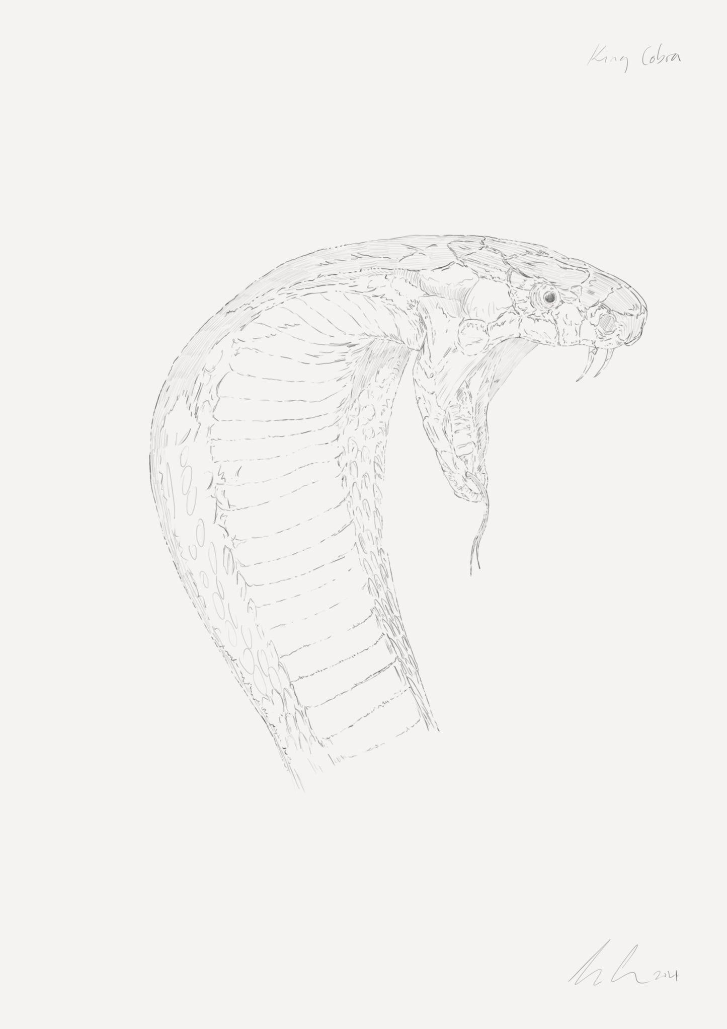 King Cobra concept Sketch