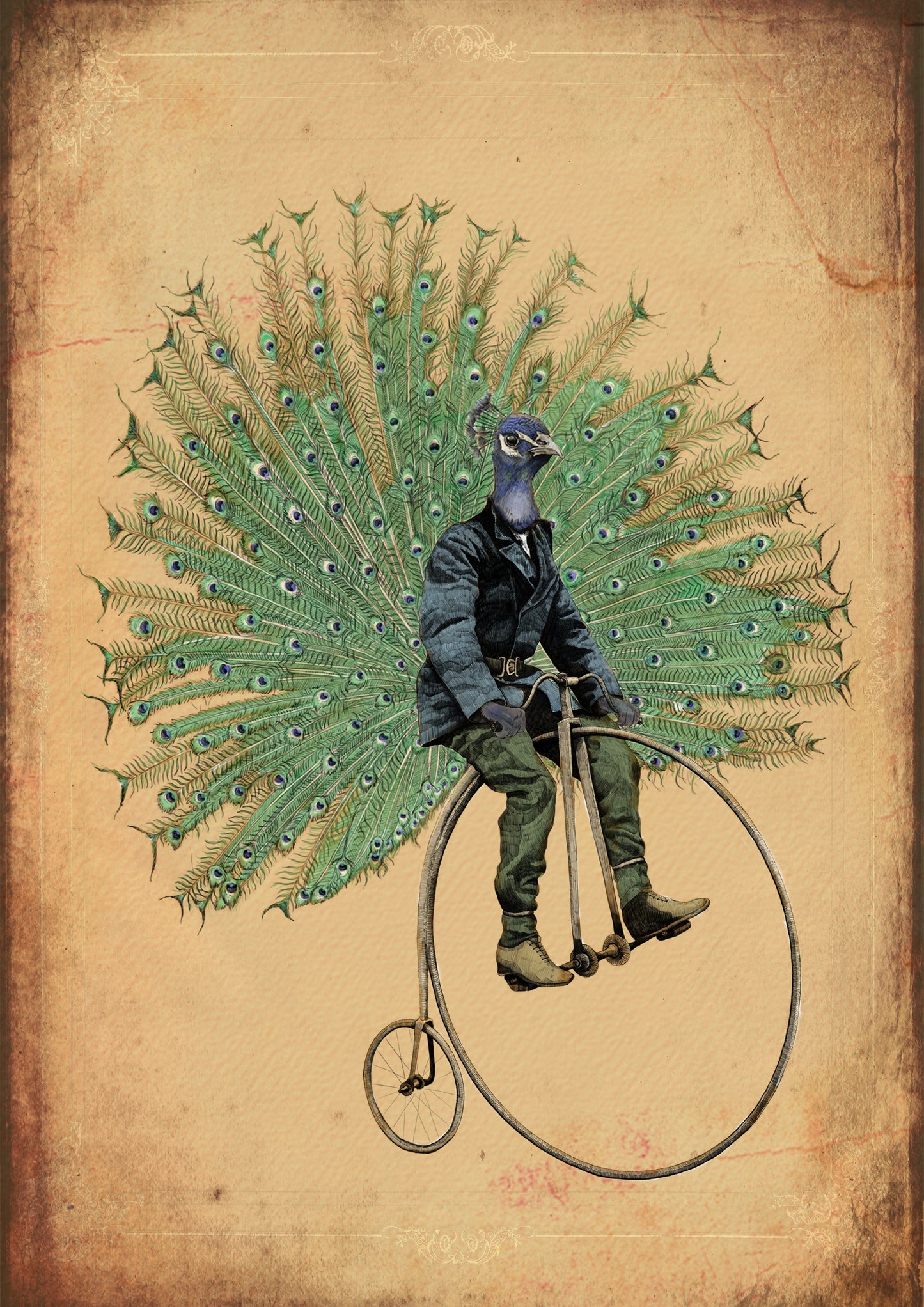 Mordecai - cycling peacock print - A3 - Reduced to clear