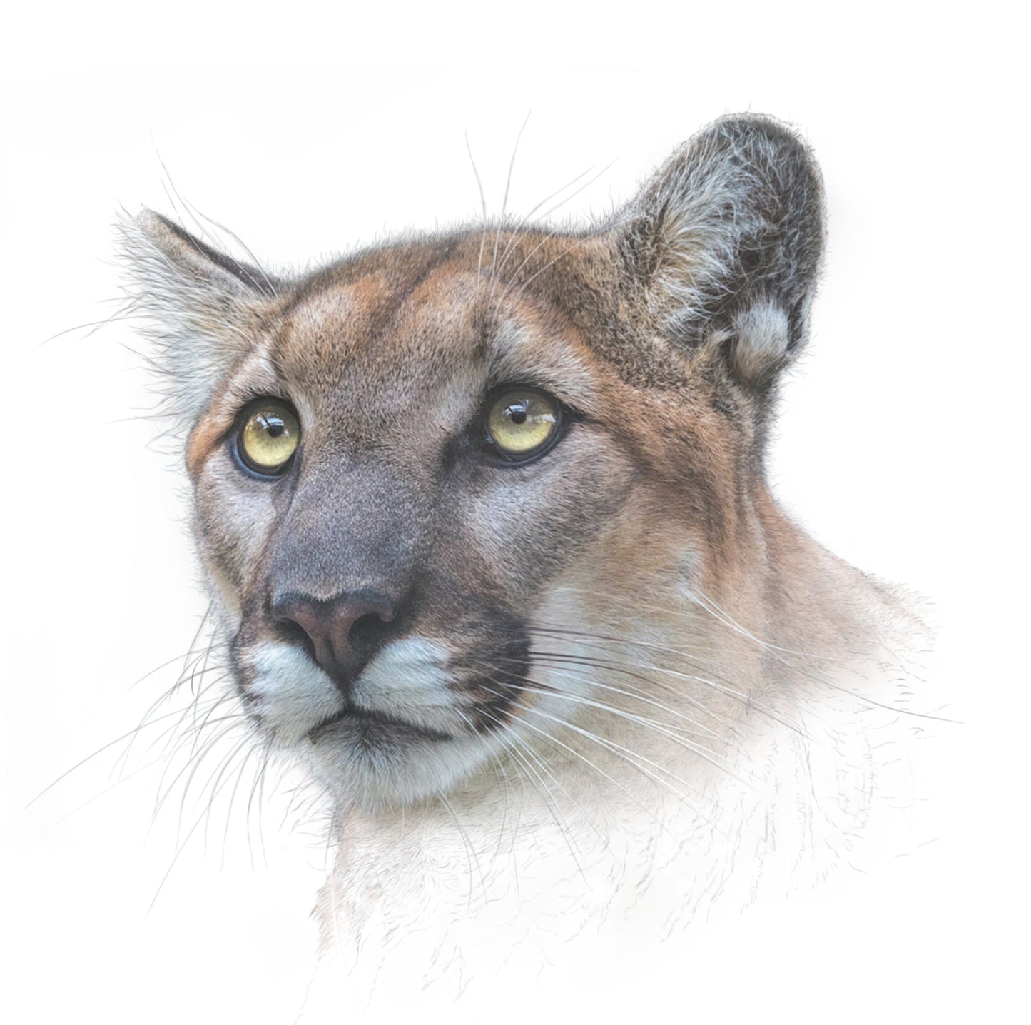 Mountain Lion print | Mountain Lion | Puma | Cougar | Big Cat