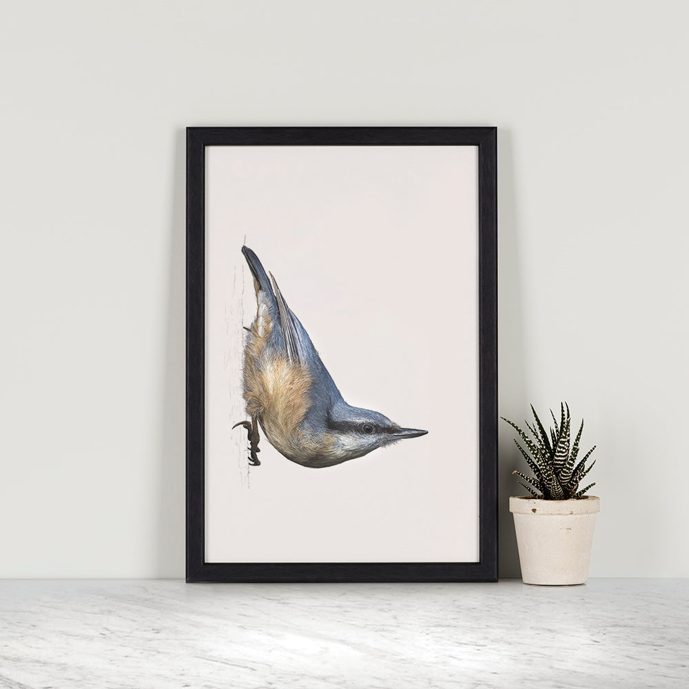 Nuthatch print | British bird print | Songbird print