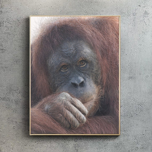 Orangutan print | Sumatran Orangutan | Great Ape | Beautiful Orangutan Print