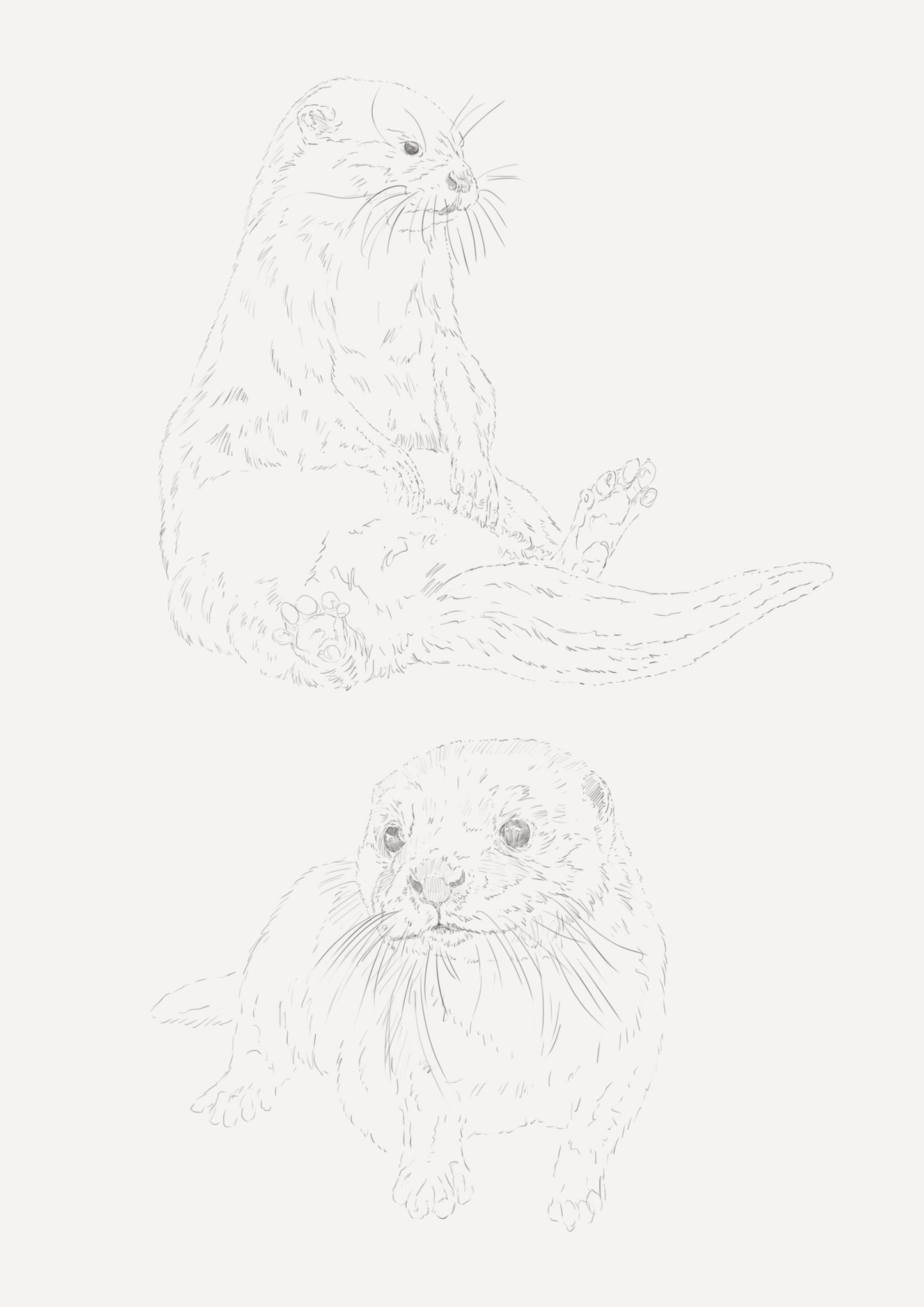 Otters Sketch