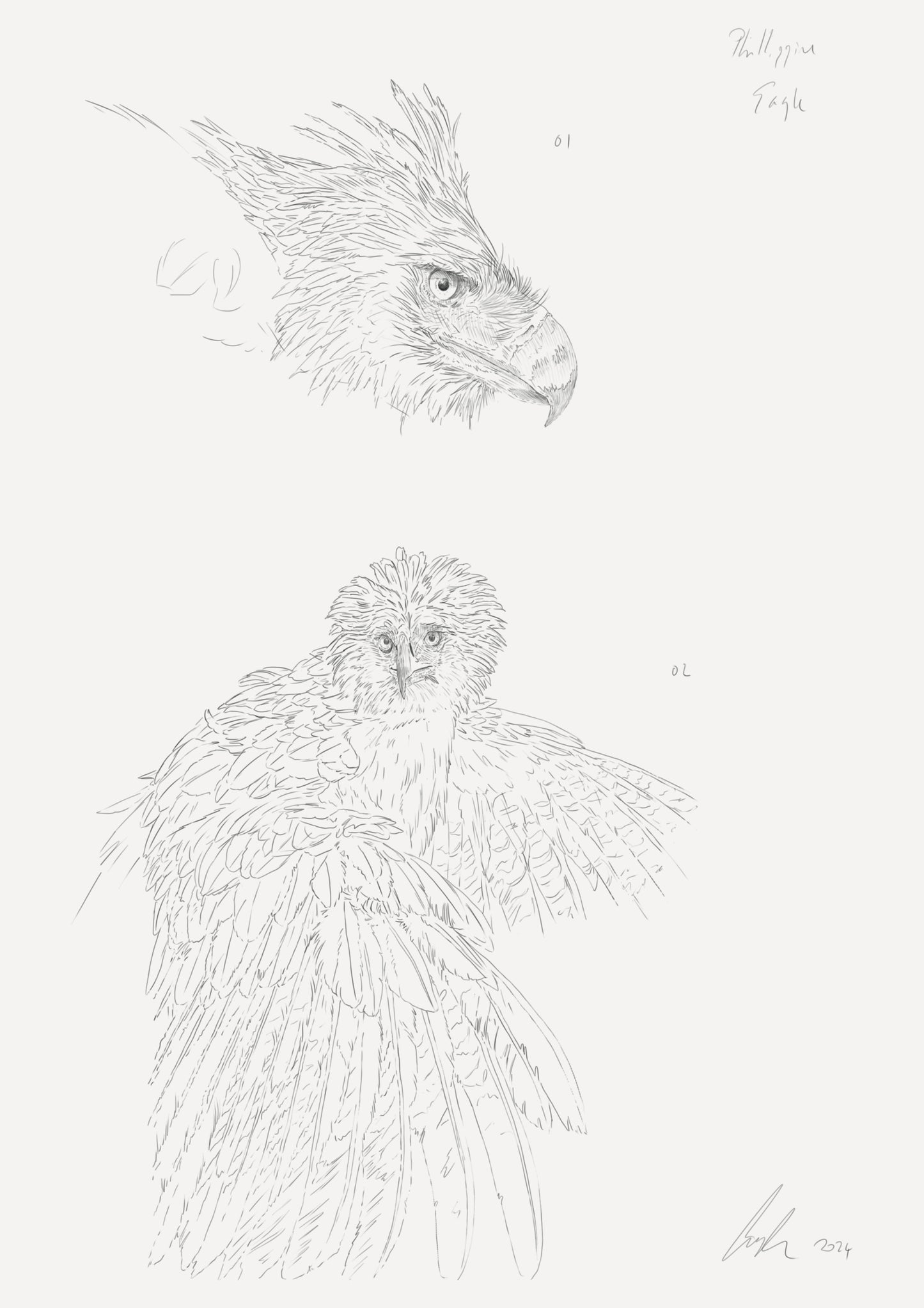 Philippine Eagle Sketch