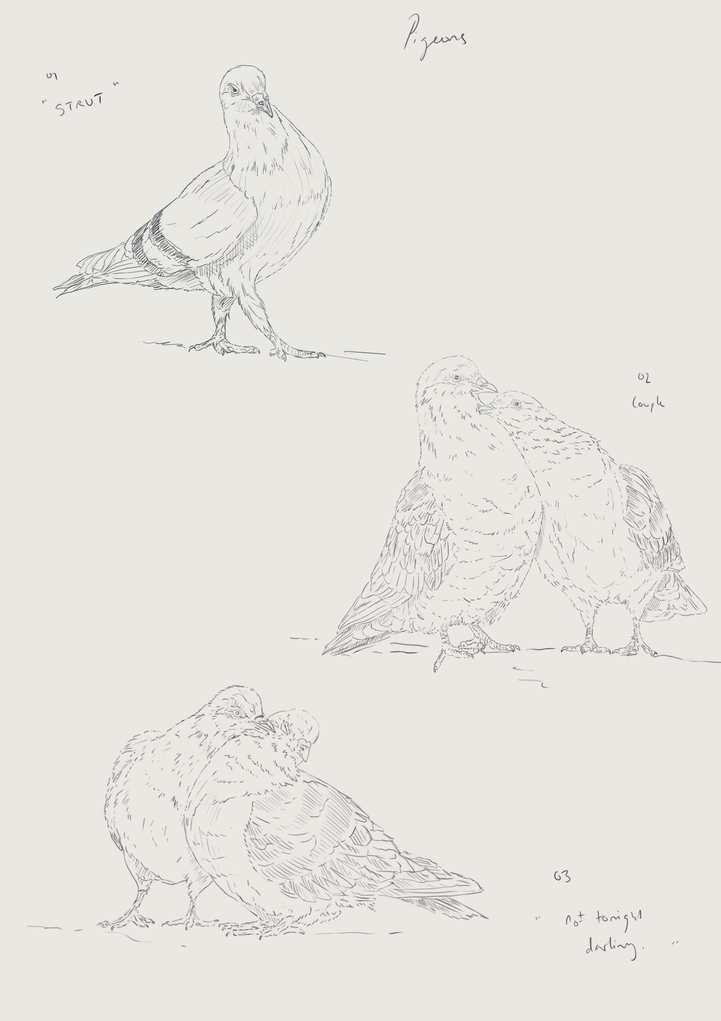 Love Birds Pigeon print | Pigeon Print | Cute Pigeon Couple | Cute Birds Print