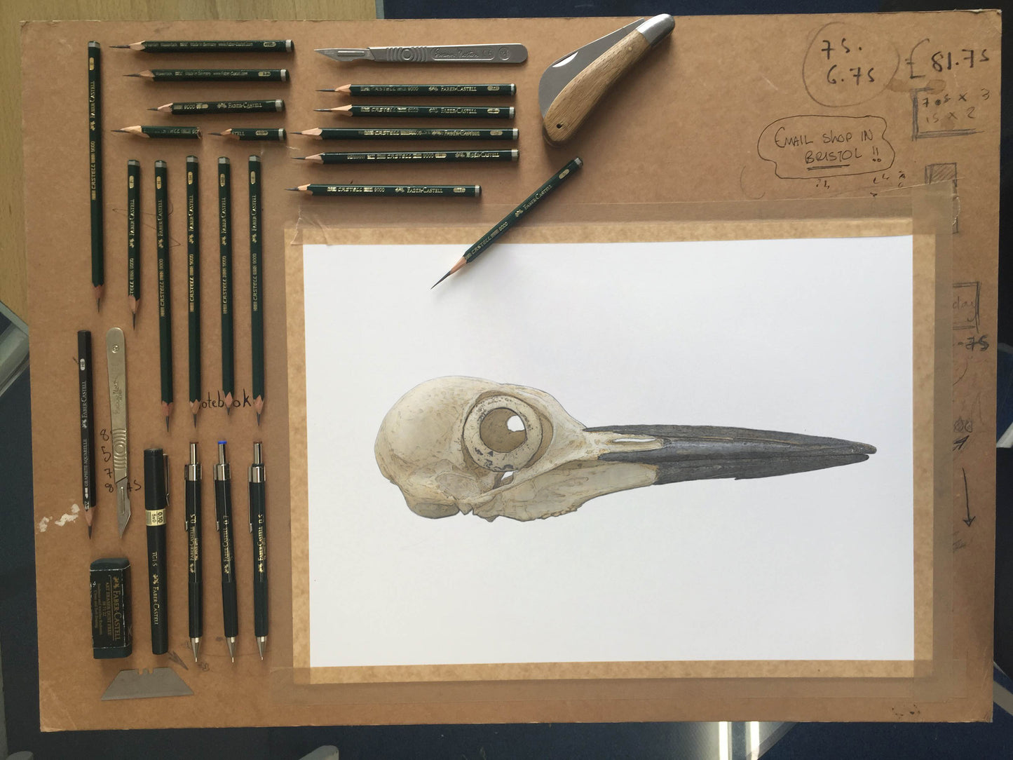 Pileated Woodpecker Skull study - Original Illustration