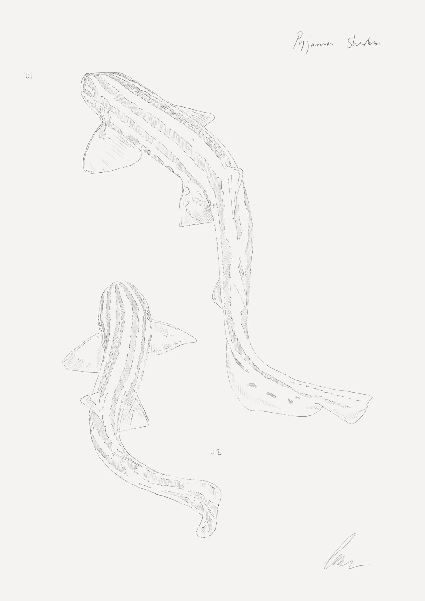 Pyjama Shark Sketch