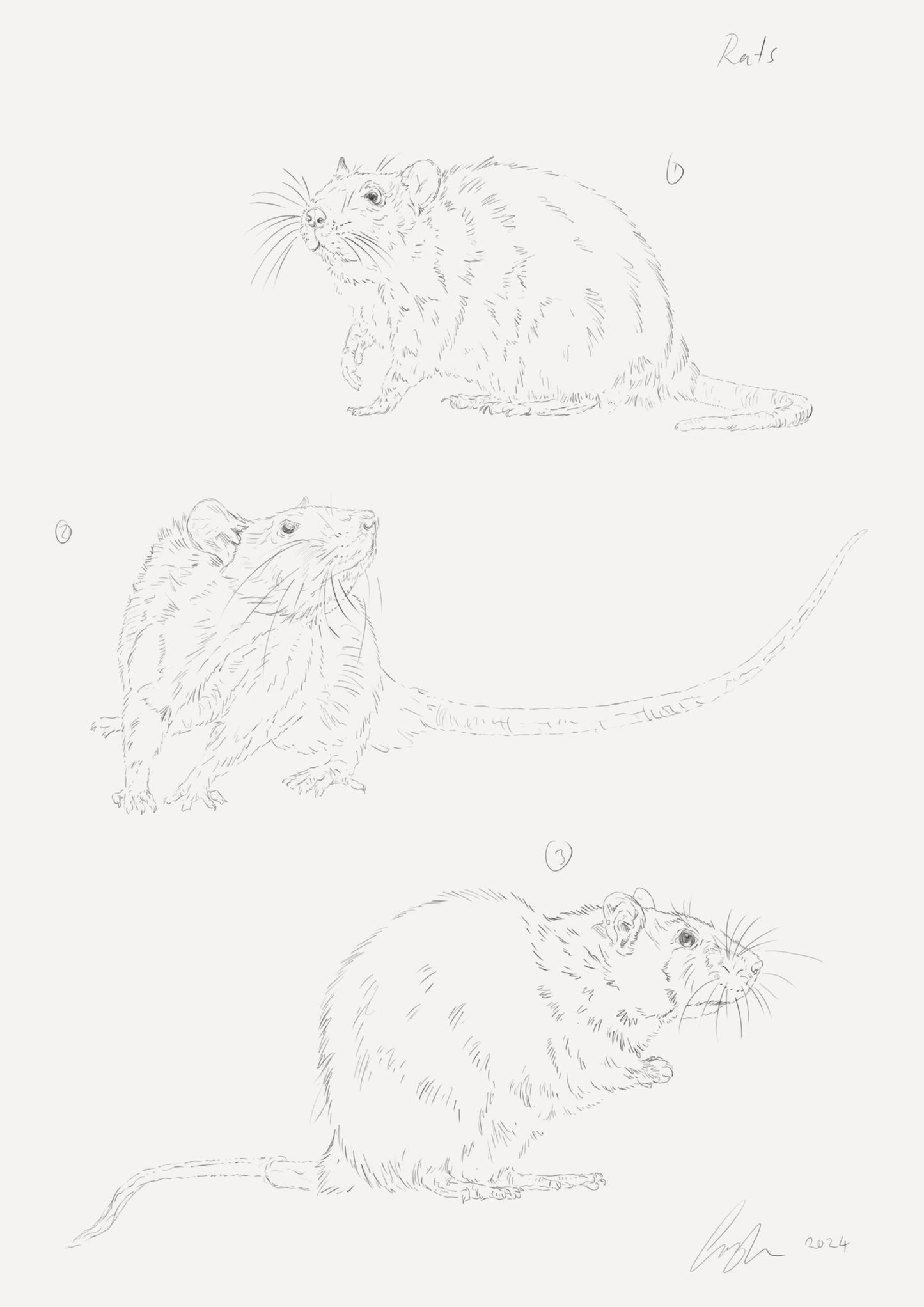 Rats Sketch