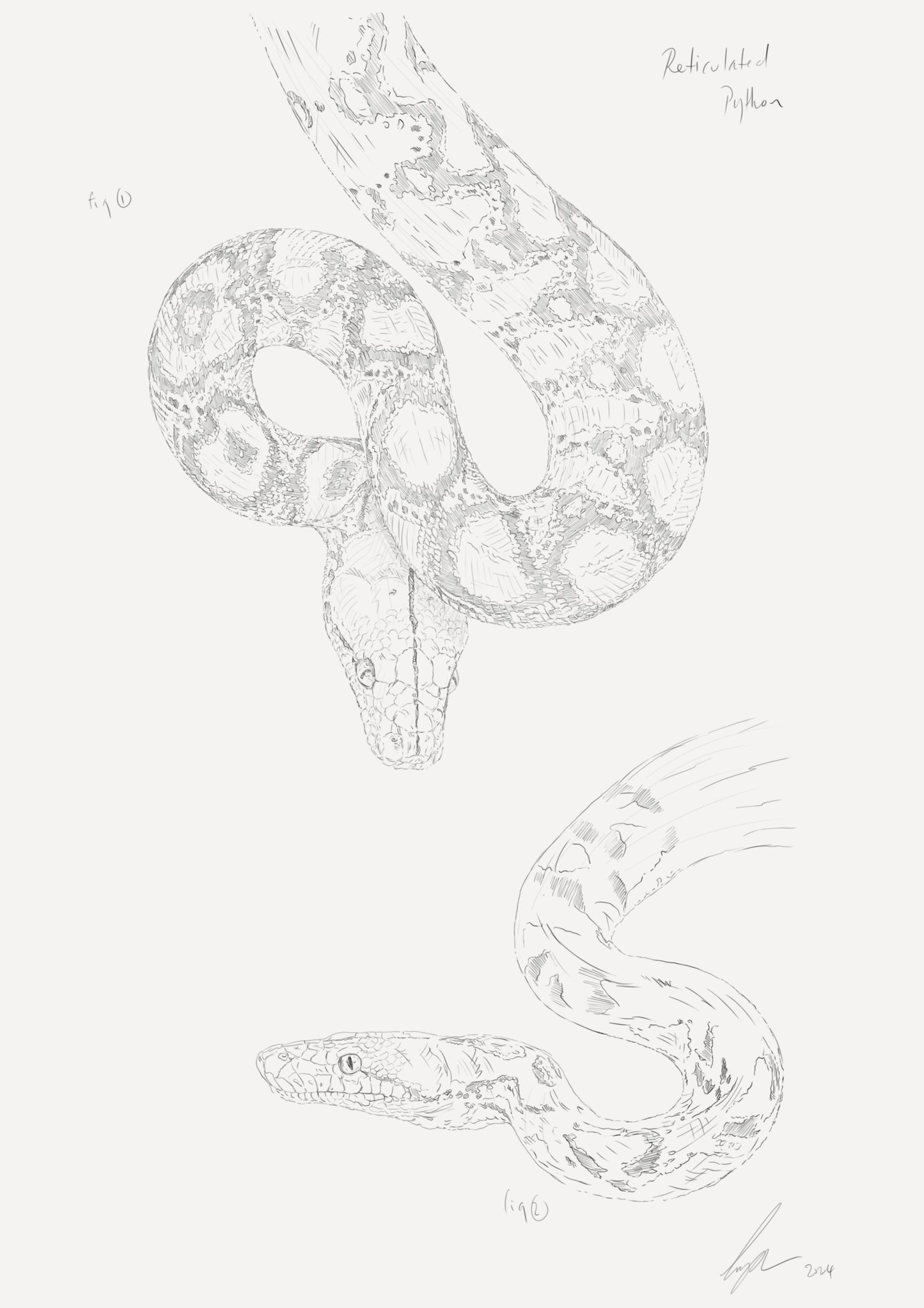 Reticulated Python Sketch