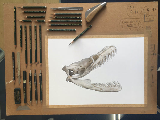 Reticulated Python Skull study - Original Illustration