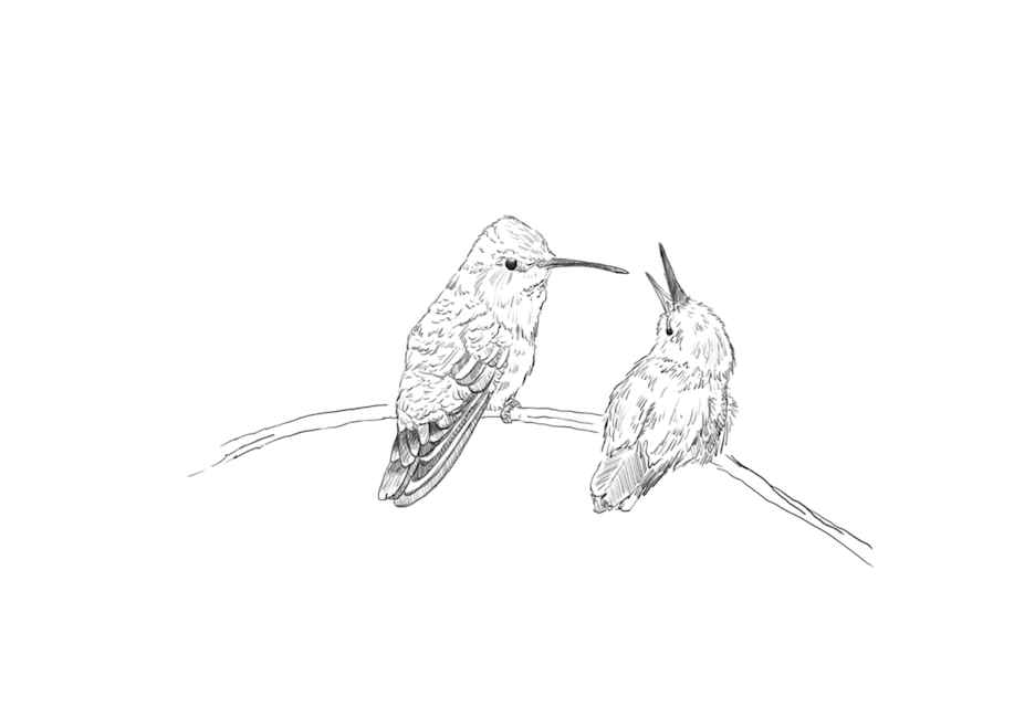 Costa's Hummingbirds, Valentines Day Card