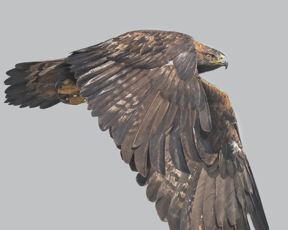Golden Eagle Greeting Card