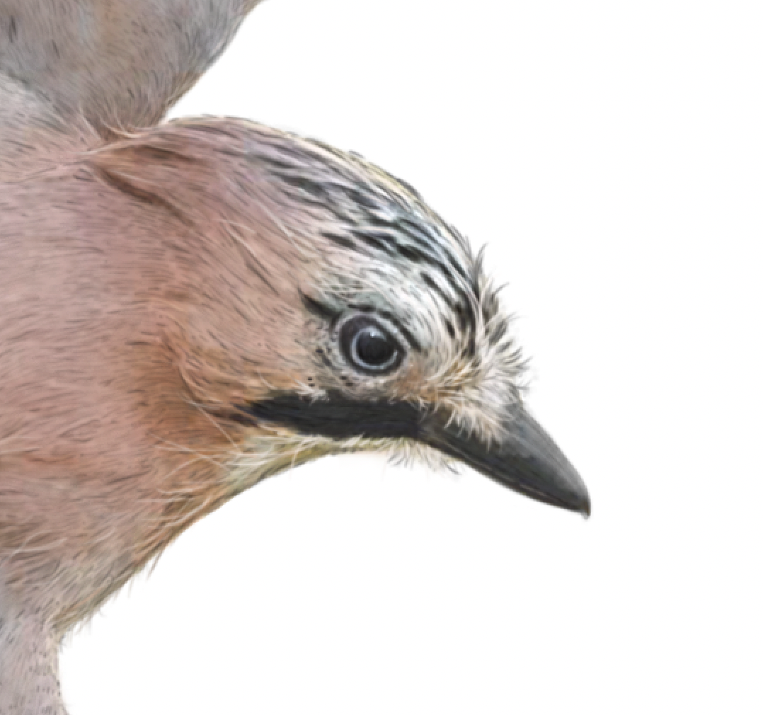 Eurasian Jay Print | Eurasian Jay Flying | Jay Print | Corvids