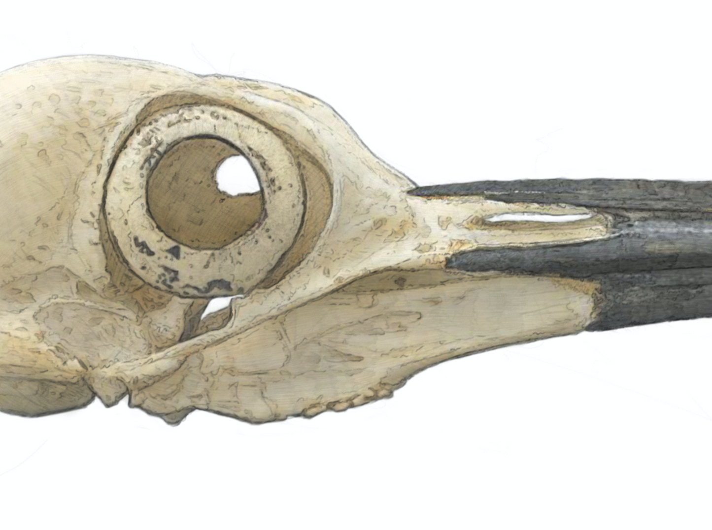 Pileated Woodpecker Skull study - Original Illustration