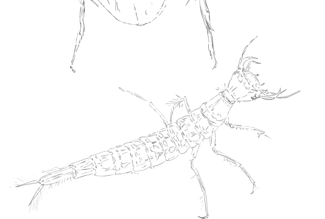 Great Diving Beetle & Larvae sketch