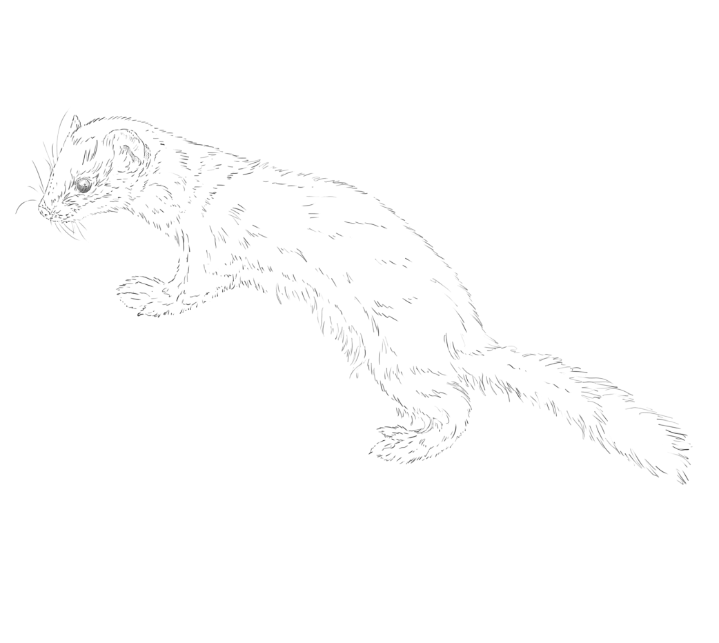 Rabbit & Stoat sketch