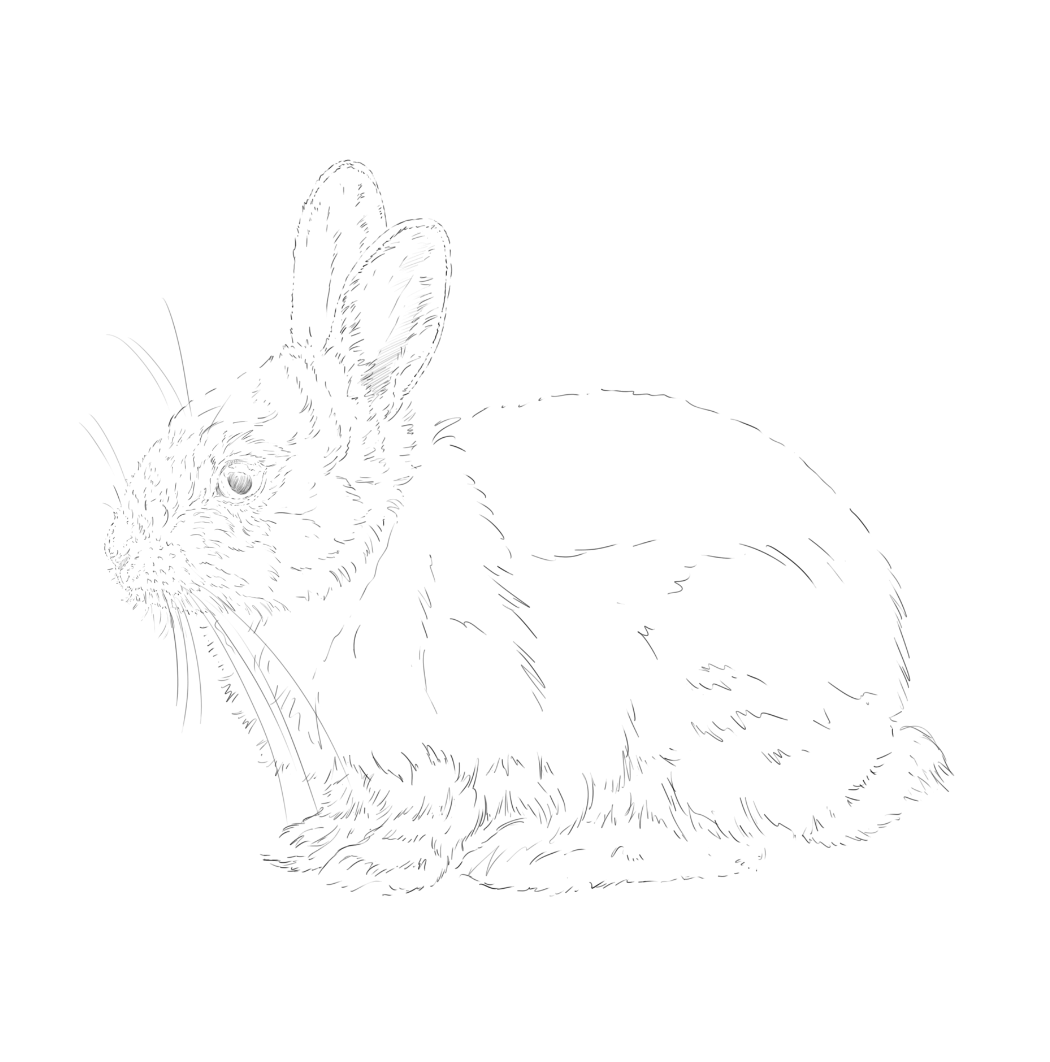 Rabbit & Stoat sketch