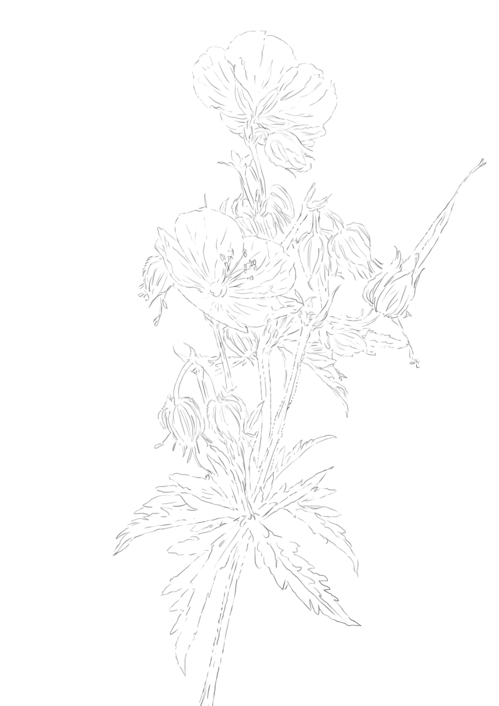 Meadow Cranesbill flower sketch