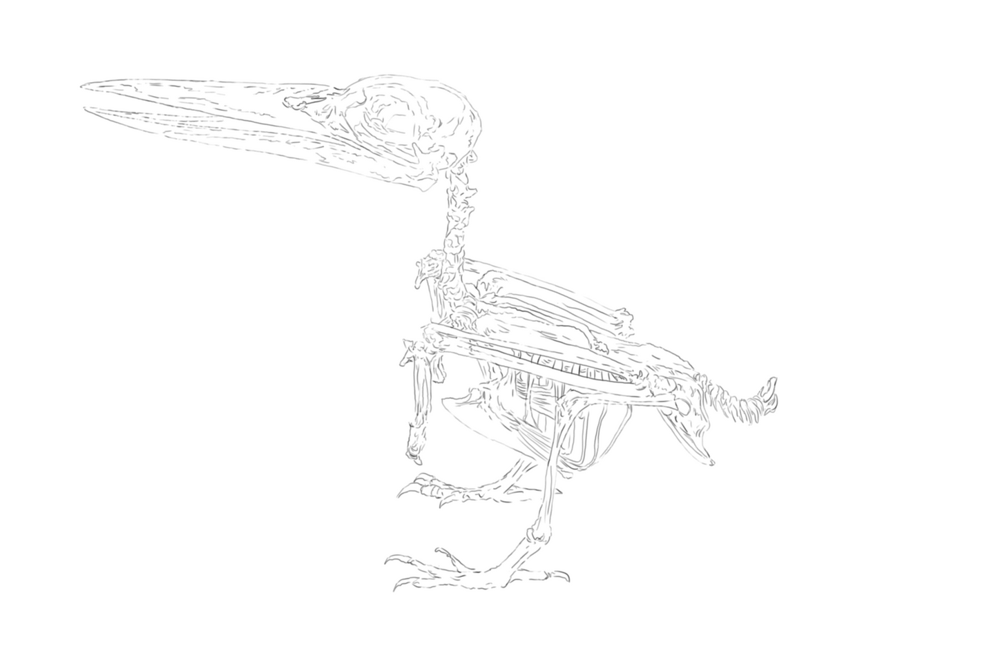 Kingfisher skeleton sketch