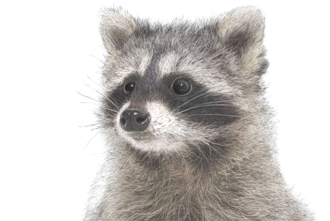 Raccoon print | Cute Raccoon | Trash Panda | Cute Raccoon Print