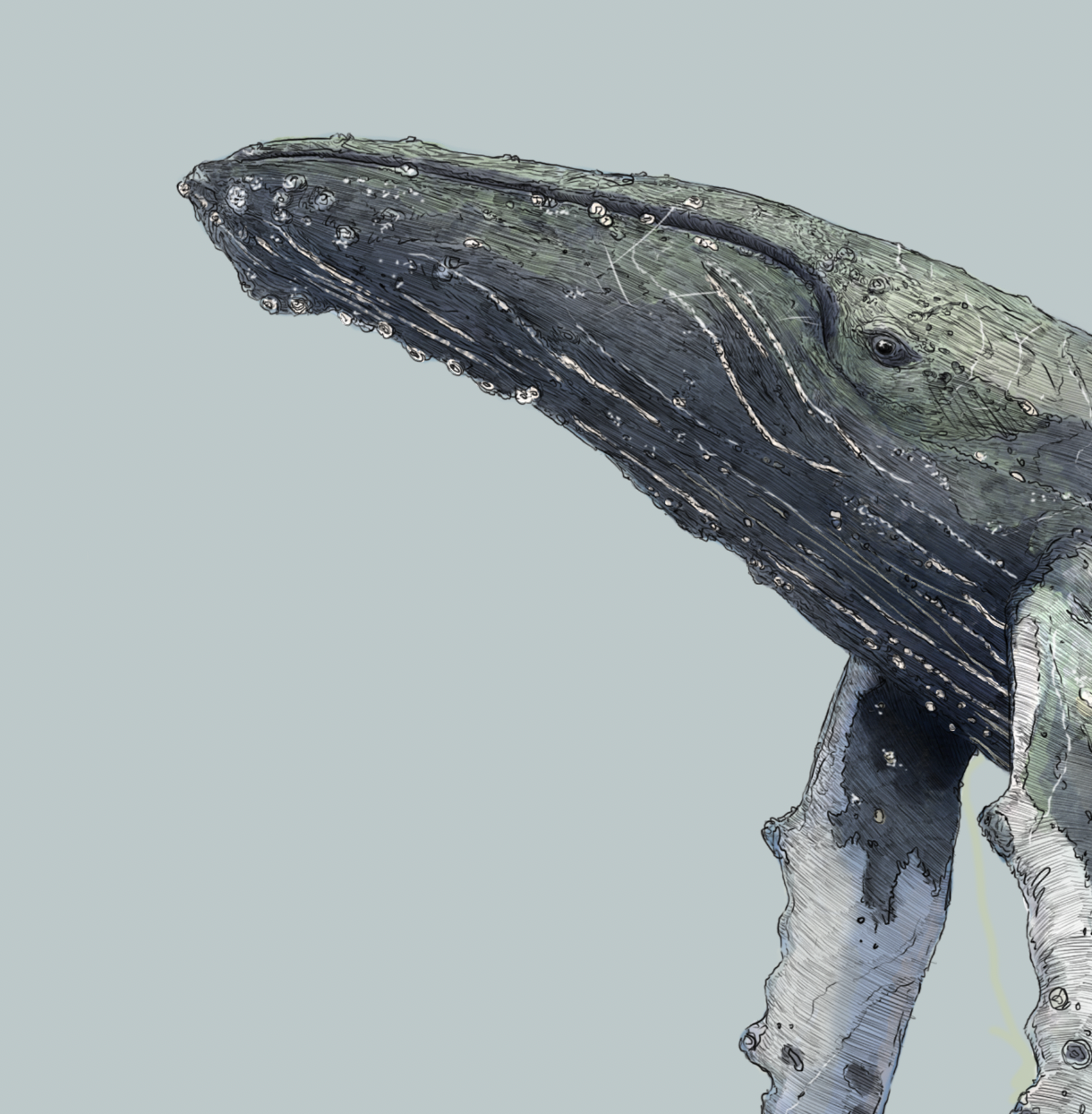 Humpback Whale Greeting Card - Reduced to clear