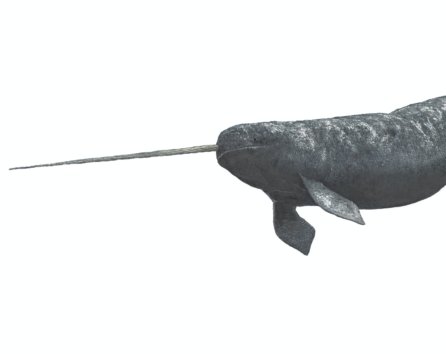 Narwhal