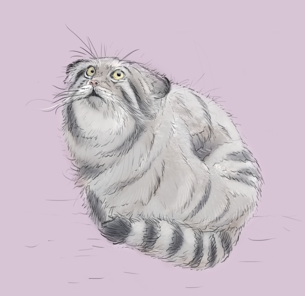 This is fine funny greetings card | funny Card | Pallas's Cat card | For Him | For Her | Grumpy cat | cute Animal card | funny animal card