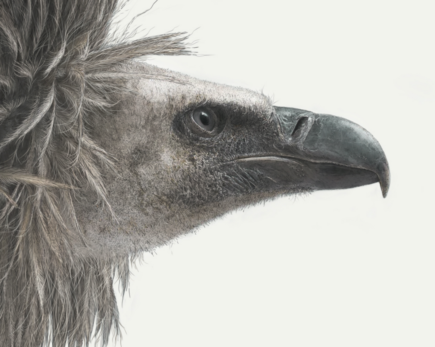 White Backed Vulture Charity Art Print