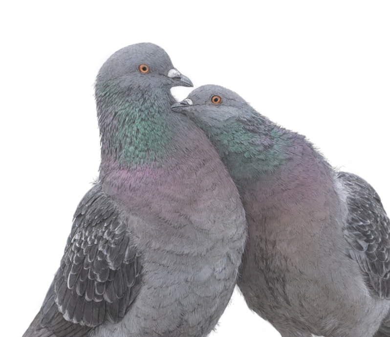 Love Birds Pigeon print | Pigeon Print | Cute Pigeon Couple | Cute Birds Print