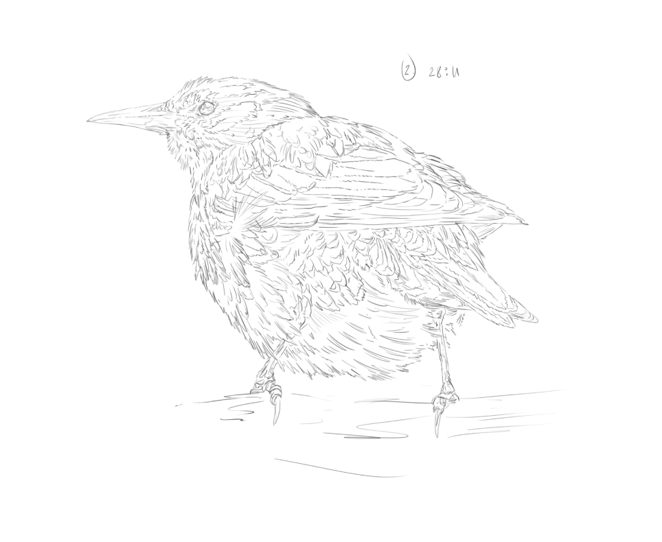 Blackbird & Starling sketch
