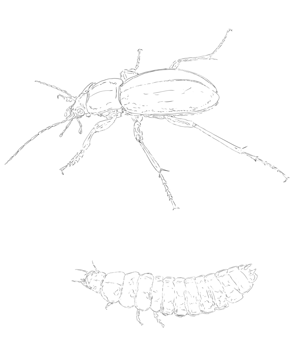 Rain Beetle & Larvae sketch